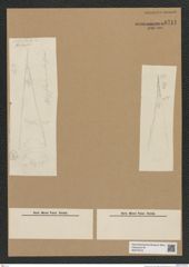 Diatomeae indet. Zeichnungen Sammlung Grunow Nr. 6711 (NHMW-BOT-W0375518)